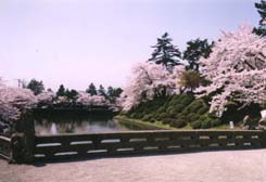 松が岬公園の橋と堀と桜が写っている写真