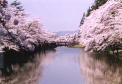 松が岬公園の堀と桜が写っている写真