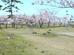 桜が咲く広場と遊具の写真