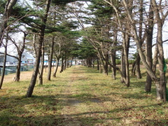 松の並木道の写真