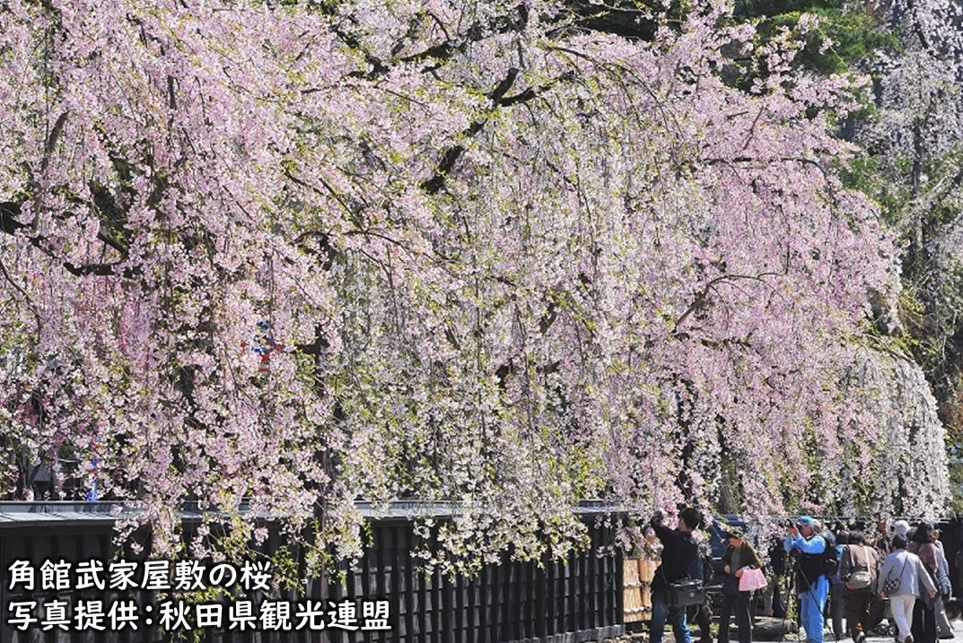 角館武家屋敷のしだれ桜　写真提供：秋田県観光連盟