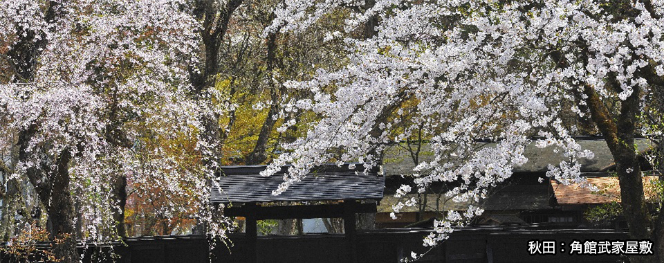 秋田：角館武家屋敷と桜